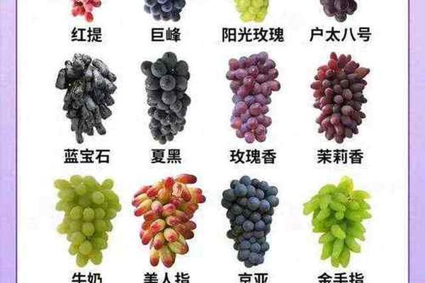 世界上所有的水果 20000种水果目录