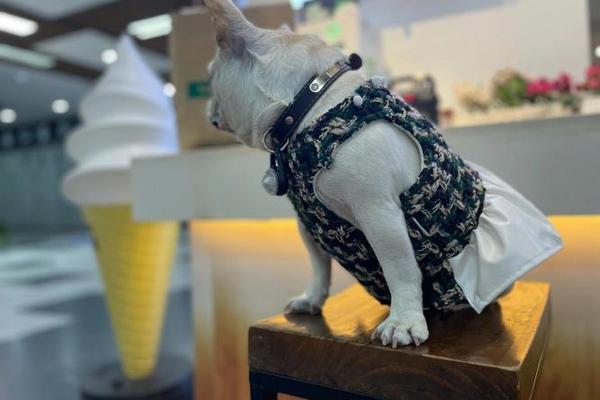穿衣服的斗图、法斗在家需要穿衣服吗