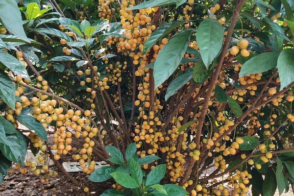 5种有好兆头的水果、招财最厉害三个水果