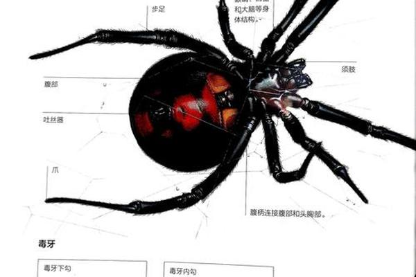 穿衣图案忌讳蜘蛛、纹蜘蛛的忌讳和讲究