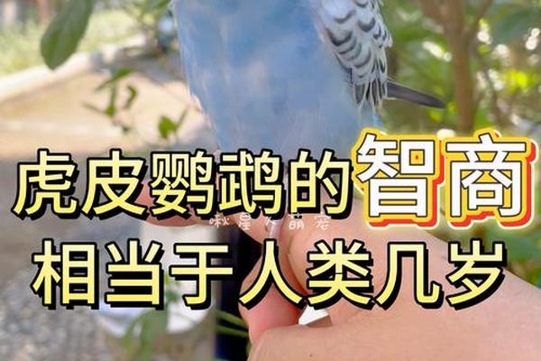 虎皮鹦鹉吃玉米粒吗、虎皮鹦鹉吃玉米渣死了
