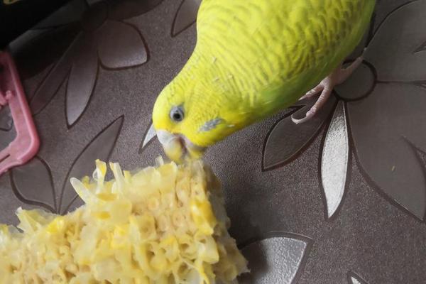 虎皮鹦鹉吃玉米粒吗、虎皮鹦鹉吃玉米渣死了