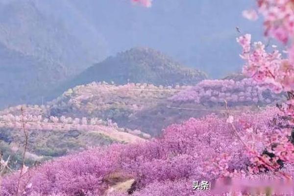 春季约会地点有哪些—约会最好去哪里